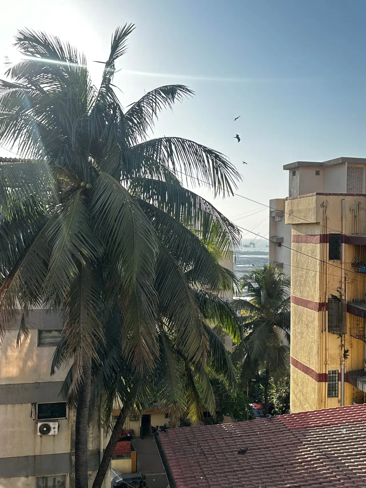 A palm tree and neighbouring rooftops seen from the home